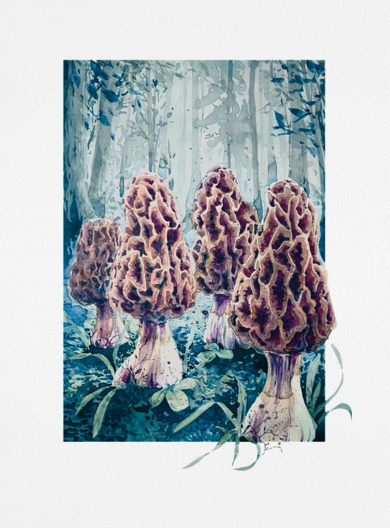 Morel Mushrewms