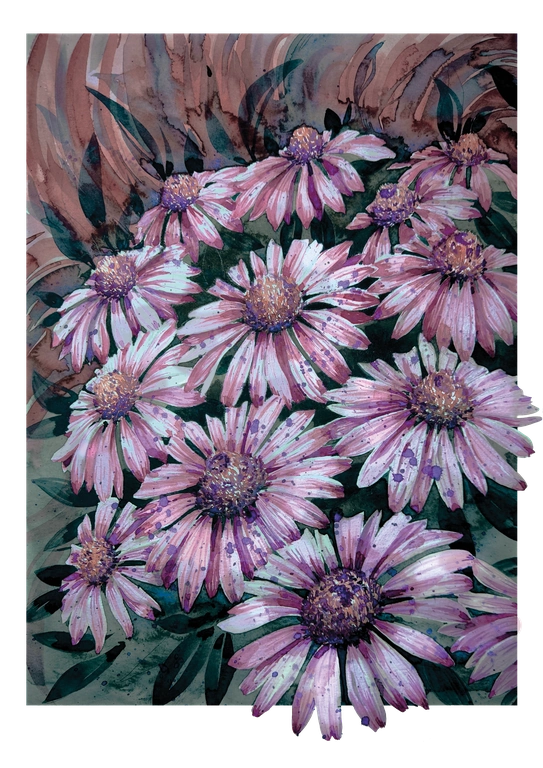Echinacea